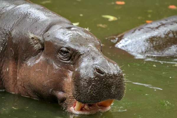 Hippopotame nain dans l'eau — Photo