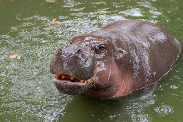 Hippopotame nain dans l'eau — Photo