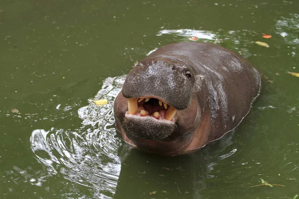 Карликовий гіпопотама відкритий рот у воді — стокове фото
