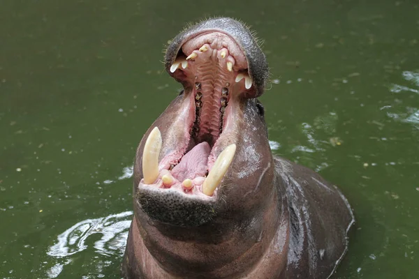 Hippopotame nain bouche ouverte dans l'eau — Photo