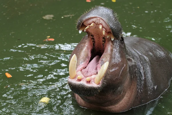 Hippopotame nain bouche ouverte dans l'eau — Photo