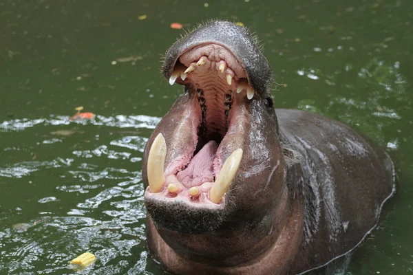 Hippopotame nain bouche ouverte dans l'eau — Photo
