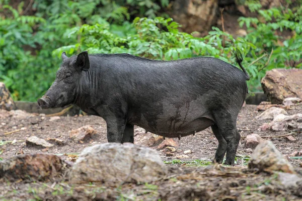 Female boar in garden — Stock Photo, Image