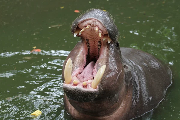 Dwarf hippopotamus open mouth in water Stock Image