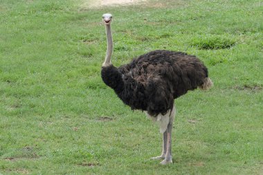 tayland bahçesinde devekuşu