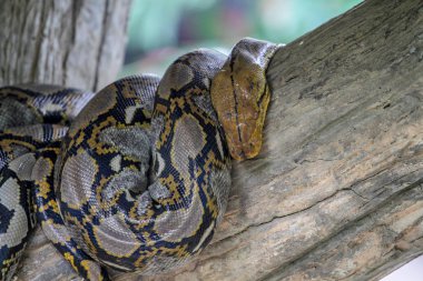tayland sopa ağacı üzerinde birmanya piton