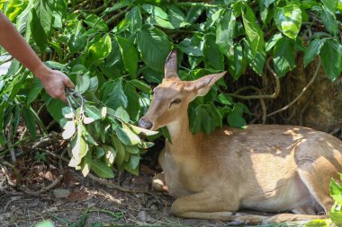 El insanlar yem gıda bahçede geyik vermek