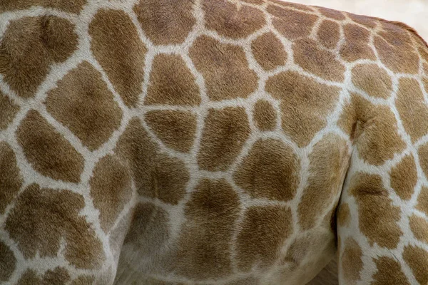 Pele de girafa de fundo — Fotografia de Stock