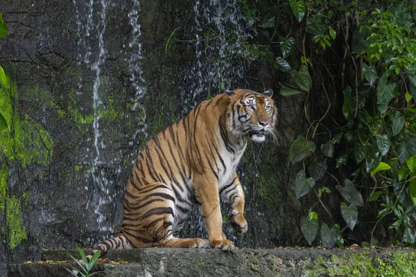 Tigre sedersi davanti alla cascata — Foto Stock