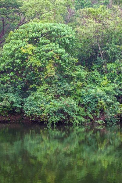 Árbol en el bosque reflejan el agua antes de la puesta del sol para el papel pintado — Foto de Stock