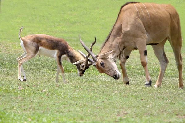 Macho defassa waterbuck ataque macho blackbuck en savannah —  Fotos de Stock