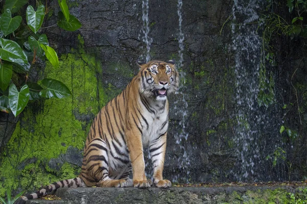 Tigre sedersi davanti alla cascata — Foto Stock