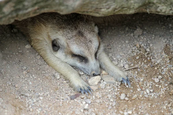 Suricata suricatta nebo Meerkat spí v jeskyni — Stock fotografie