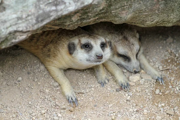 The Suricata suricatta or meerkat sleep in cave