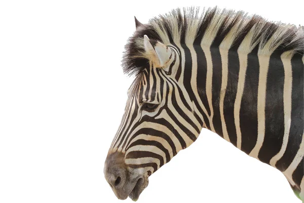 Kopf Zebra auf weißem Hintergrund — Stockfoto