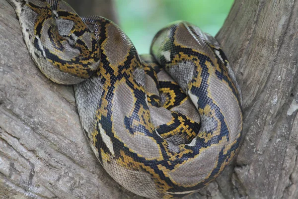 Birmese python lichaamshuid op stok boom in Thailand — Stockfoto