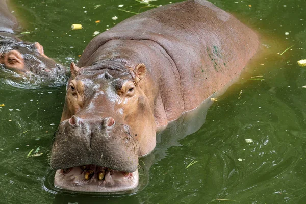 Sourire hippopotame dans la rivière — Photo