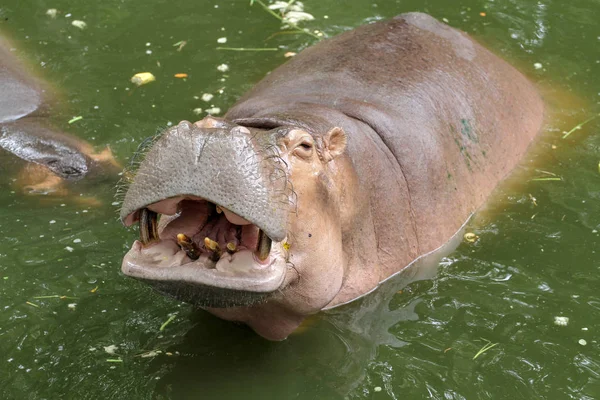 Sonrisa de hipopótamo en el río —  Fotos de Stock