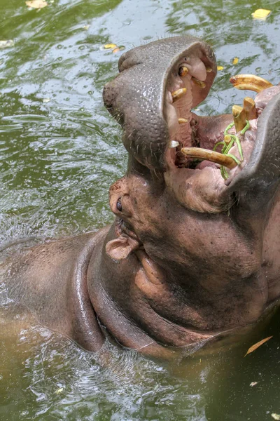 Sourire hippopotame dans la rivière — Photo