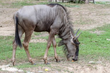 bahçede mavi wildebeest eatting yemek