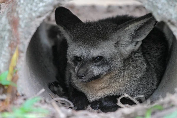 Zblízka tvář netopýr ušatý liška v jeskyni — Stock fotografie