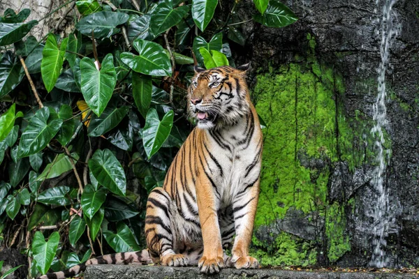 Tygrys pokaz język chodzenie w przedni z mini wodospad — Zdjęcie stockowe