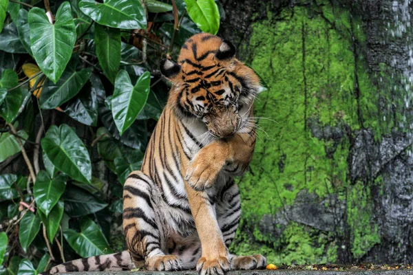 Tiger sit down in forest — Stock Photo, Image