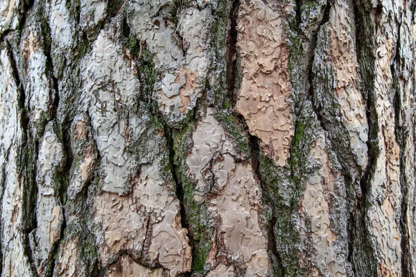 森の背景のための巨大な松の木のテクスチャ — ストック写真