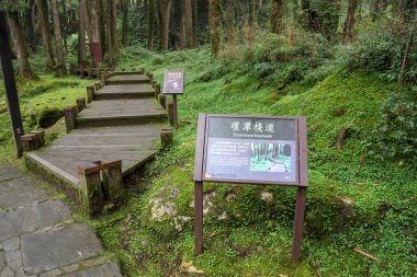 Tayvan 'daki Alishan Milli Parkı' nda yürüyüş yolu..