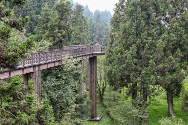 Tayvan 'daki alishan Ulusal Parkı' ndaki orman gökyüzü geçidi..