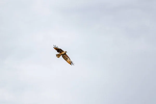 在泰国的天上红鹰 — 图库照片