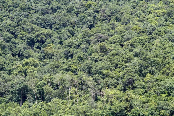 Tayland doğada yeşil ağaç ormanı — Stok fotoğraf