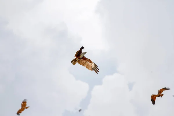 Groep Red Eagle aan de hemel in de natuur in Thailand — Stockfoto