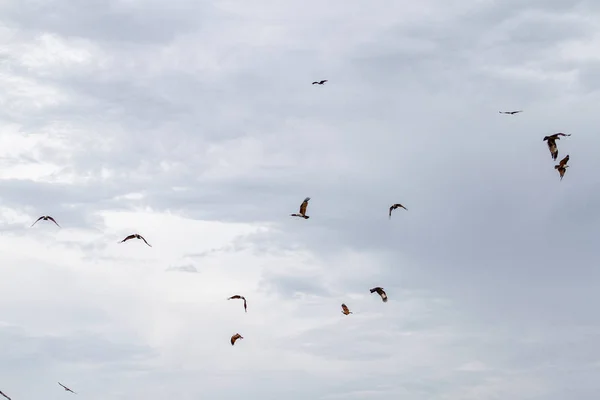 在泰国,天空中的红鹰组 — 图库照片