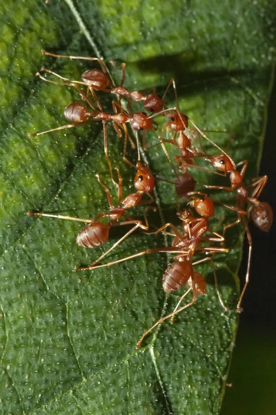 グループ赤アリは、自然の中で葉に1赤アリを攻撃 — ストック写真