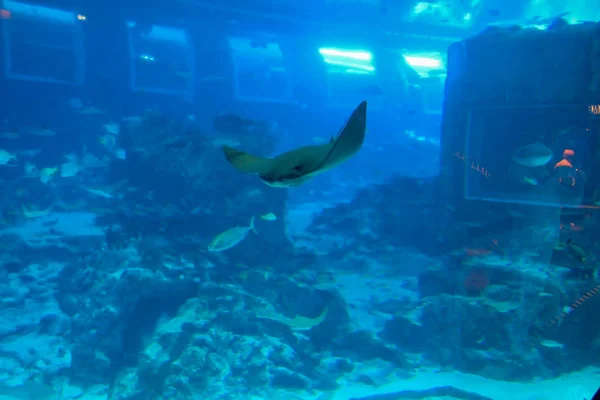 SINGAPUR - 13 DE ABRIL DE 2016: La Stingray en el Acuario S.E.A, Sin — Foto de Stock