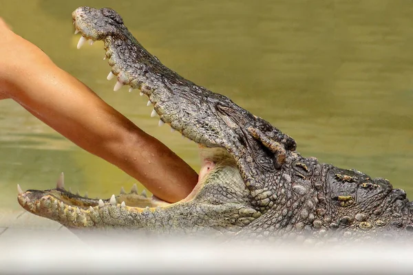 Coloque Mão asiático homem na boca lateral crocodilo — Fotografia de Stock