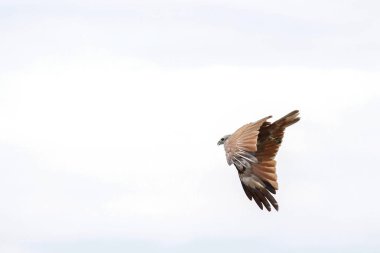 Kırmızı kartal tayland doğada gökyüzünde sinek