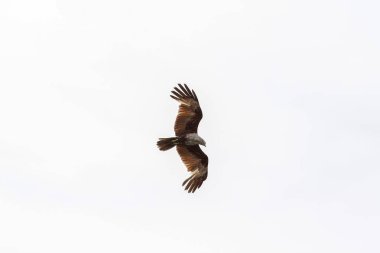 Kırmızı kartal tayland doğada gökyüzünde sinek