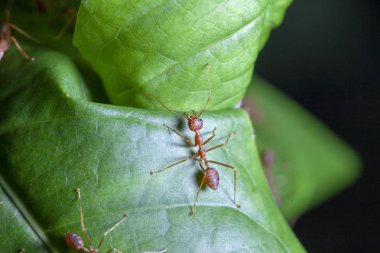 Yeşil yaprak üzerinde grup kırmızı karınca