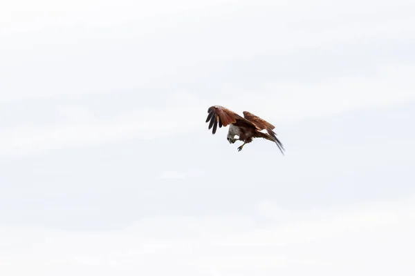 Red Eagle eatting op de lucht in de natuur in Thailand — Stockfoto