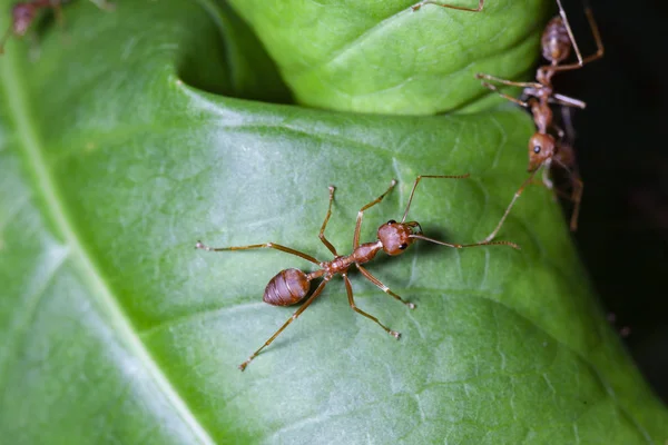 Group red ant on green leaf