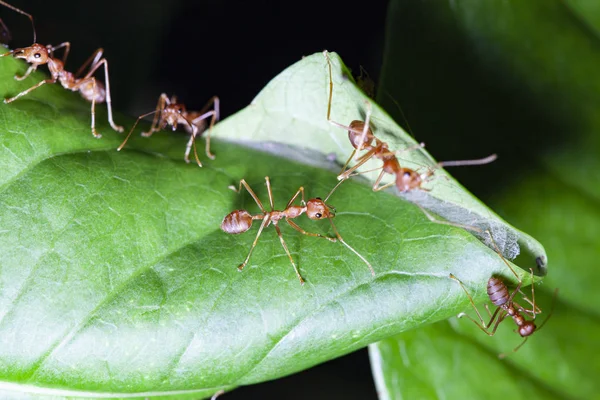 Group red ant on green leaf