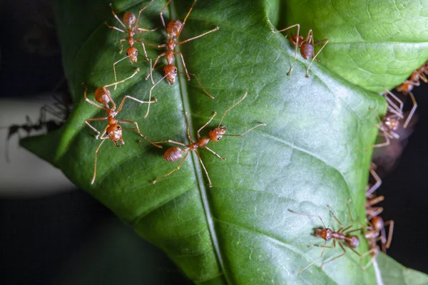 Group red ant on green leaf — Stock Photo, Image