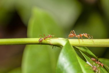 Tayland 'da kırmızı karıncayı ağaç dalına yakın.