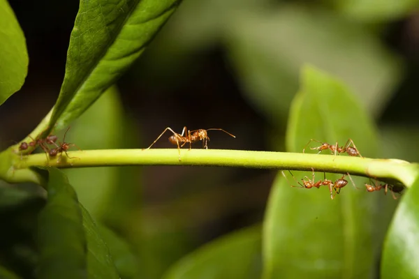 Закрыть красный муравей на палочке дерева в Таиланде — стоковое фото