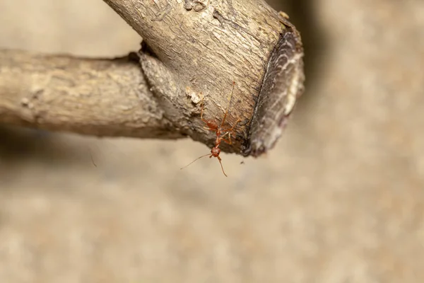 Chiudere formica rossa su albero bastone marrone in natura in Thailandia — Foto Stock