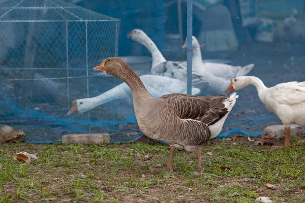 Gray and white goose in and out fram in thailand