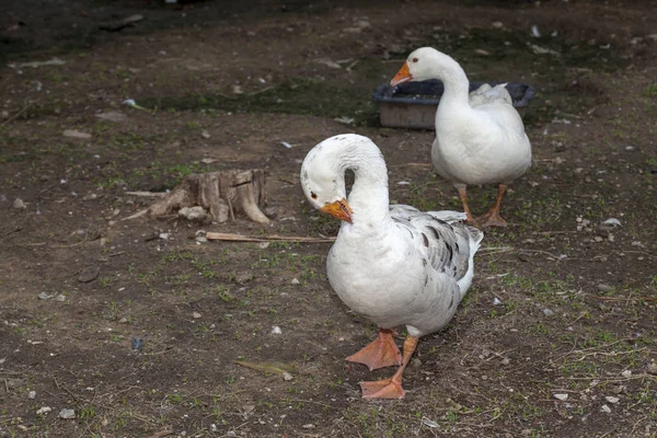 Deux oies blanches dans le jardin à Thaïlande — Photo