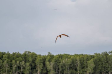 Kırmızı kartal tayland doğada gökyüzünde sinek